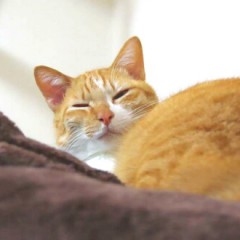 ペット羽毛布団猫眠る