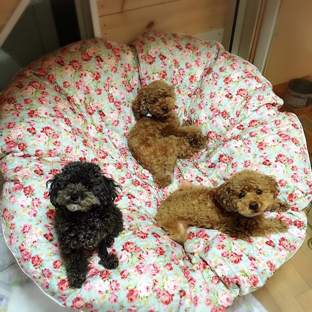 かわいい犬用ベッド三人用