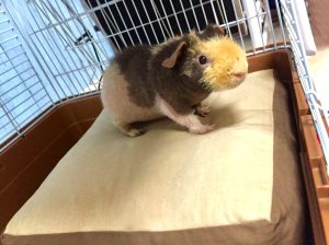 shiny guinea pig2