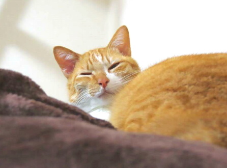 ペット羽毛布団猫眠る