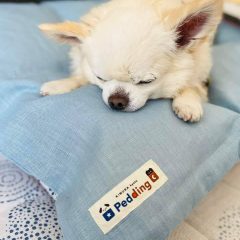 ぷうちゃんちわわ